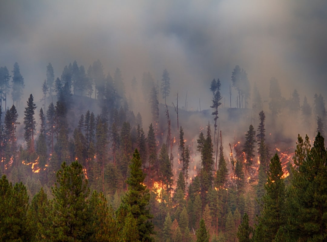 森林火災の写真