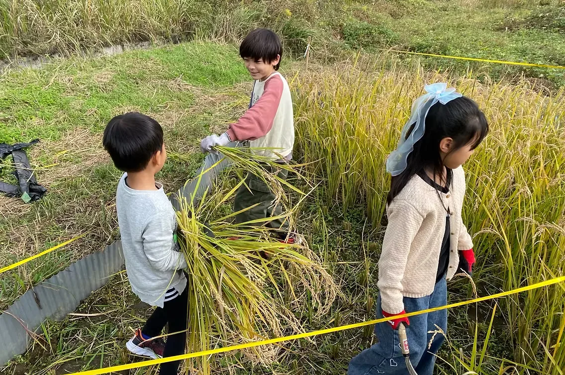 田んぼで稲を手にする子どもたち