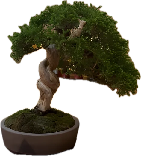 誉園（Bonsai Homare-en）の盆栽